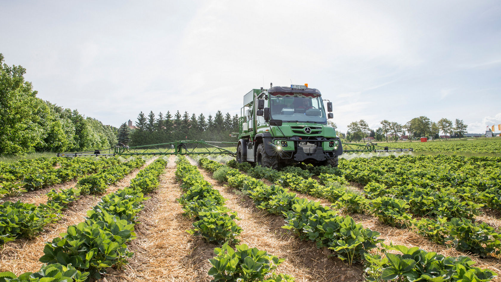 A Unimog stands in the strawberry fields. The commercial vehicle is equipped with spray arms and is surrounded by rows of dense strawberry plants.