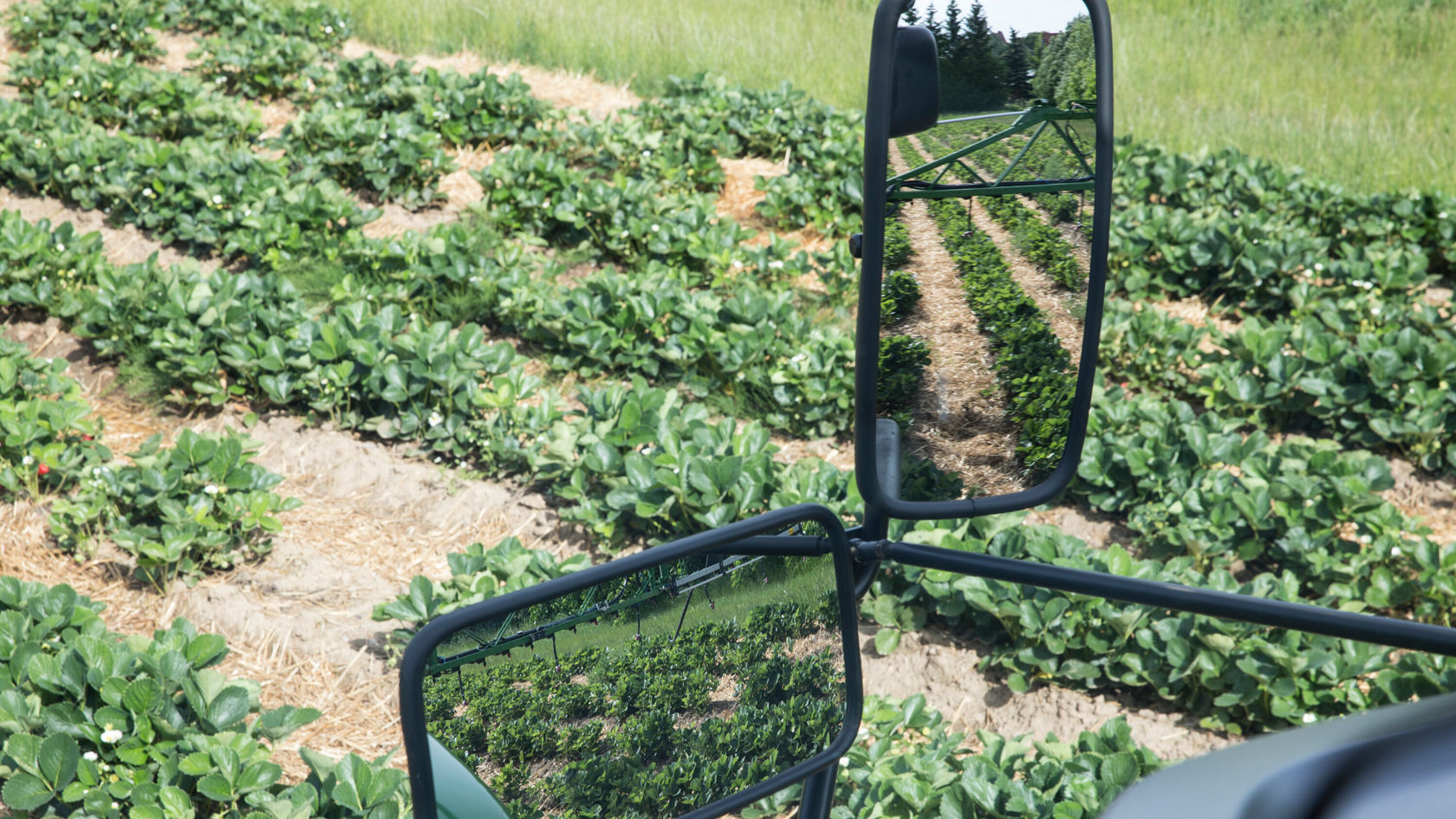 Side mirror of a Unimog looking out over a strawberry field.