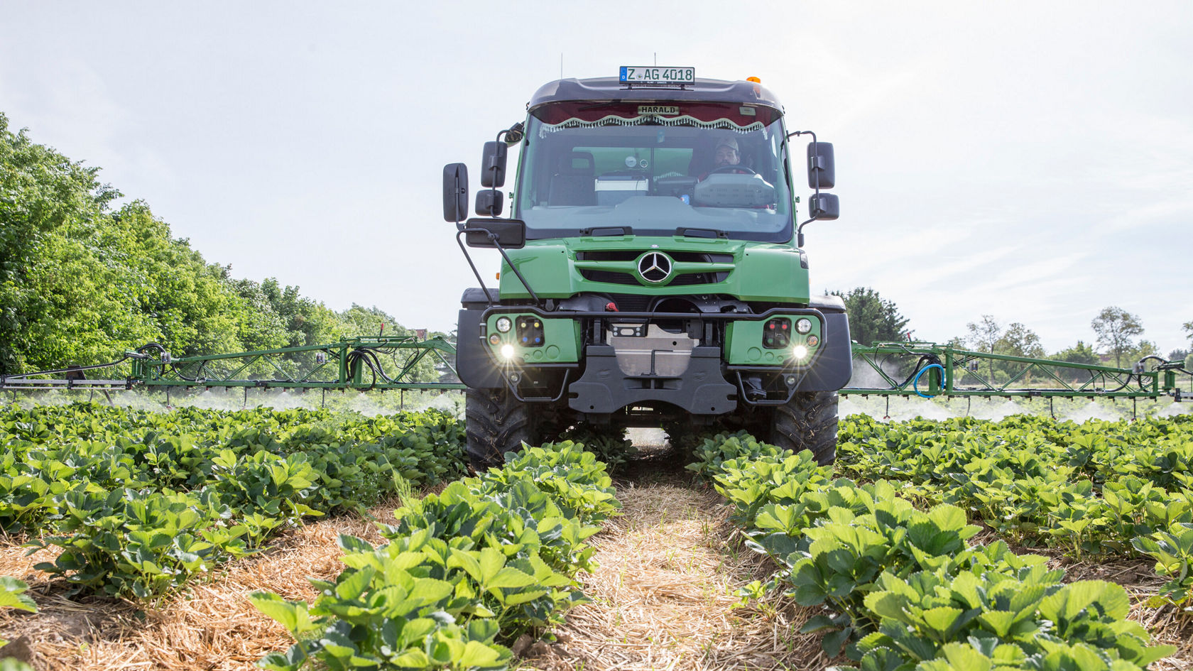 Precision work: The track width of the U 527 matches the planted crop.