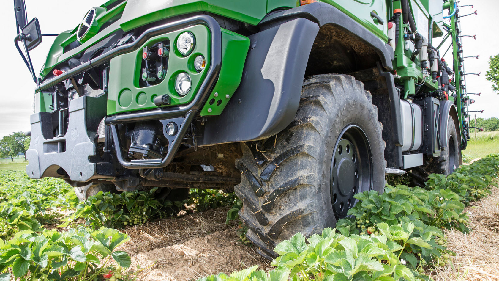 Close-up of Unimog tyres between rows of strawberry plants.
