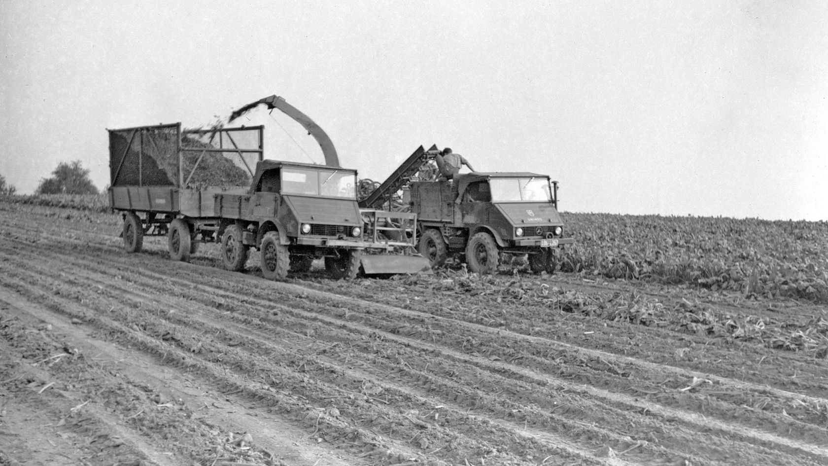 Zwei Mercedes-Benz Unimog Fahrzeuge ernten auf einem Feld, während ein Anhänger mit frischen Erzeugnissen gefüllt wird.