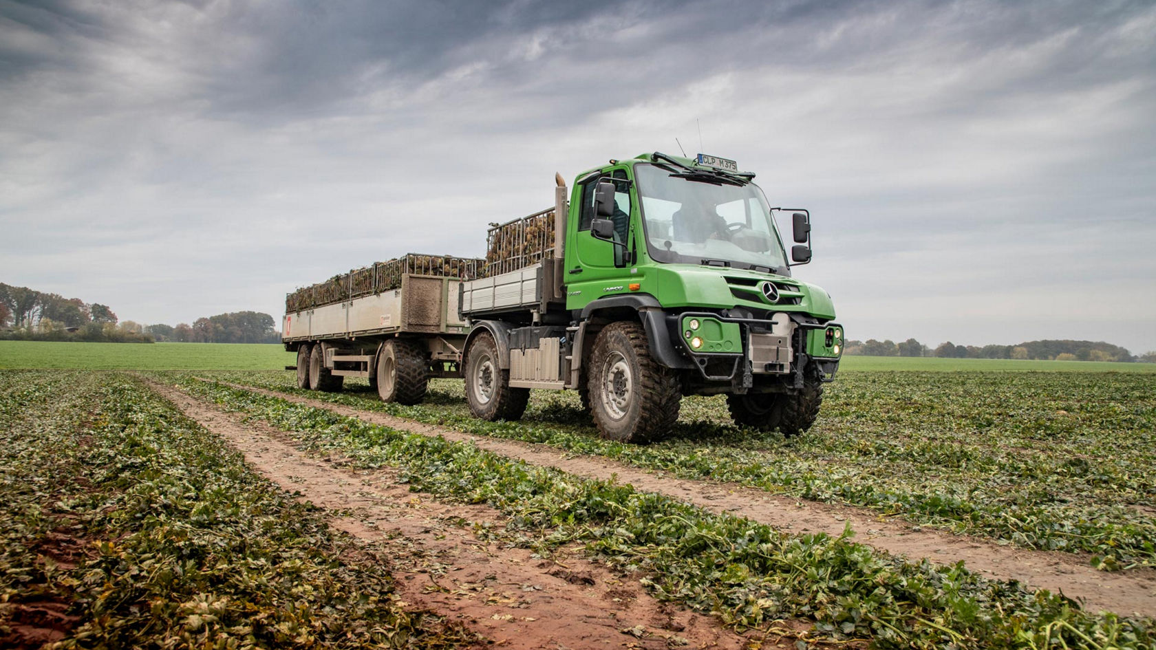 A green Unimog drives along a muddy field path. It is pulling a large trailer with a latticed body loaded with sugar beets. A field and trees can be seen in the background; the sky is cloudy.