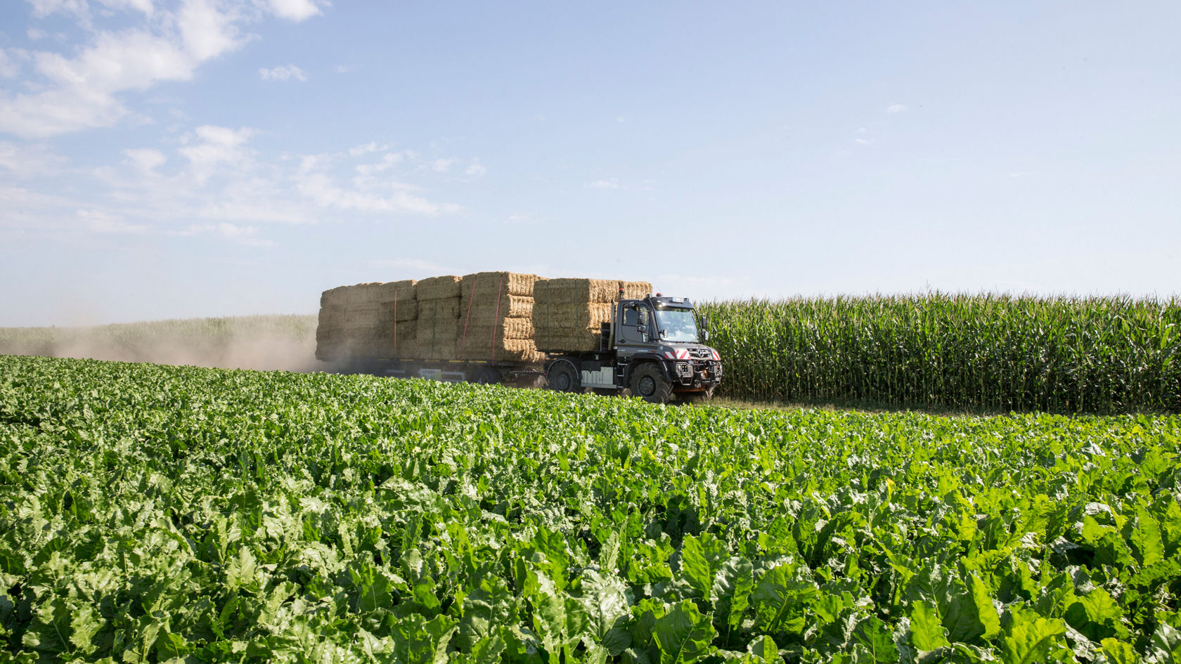 Un camion transporte de gros ballots de foin à travers un champ de plantes vertes bordé d'un champ de maïs, sous un ciel dégagé.