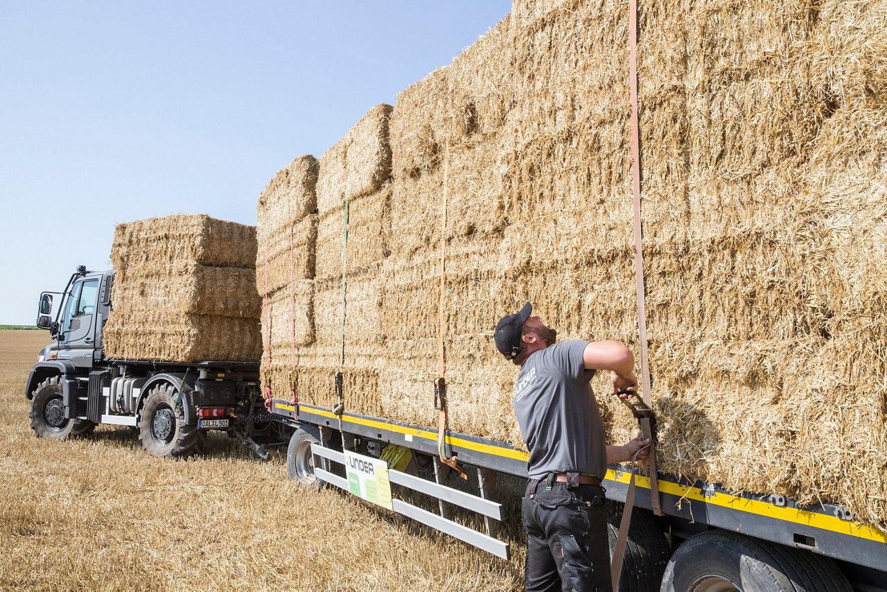 Un homme attache des ballots de foin sur un camion. À l'arrière-plan, plusieurs ballots de foin sont empilés sur un camion Mercedes-Benz, tandis que l'homme travaille dans le champ.