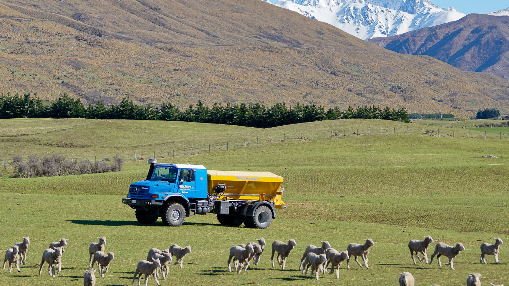Un camion bleu avec une remorque jaune traverse une prairie verte où paissent plusieurs moutons, entourée de douces collines.