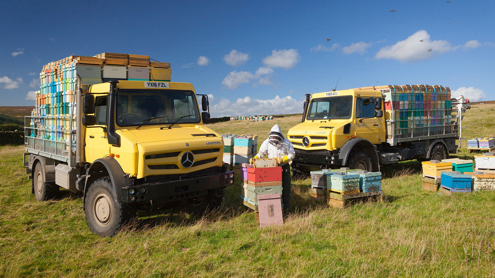 Zwei gelbe Mercedes-Benz Unimog-Trucks stehen auf einer Wiese, beladen mit Bienenstöcken. Im Vordergrund ist ein Imker in Schutzkleidung sichtbar.