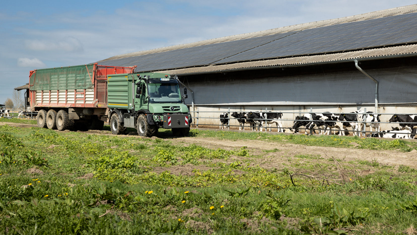 Ein Mercedes-Benz Lastwagen steht auf einem landwirtschaftlichen Feld neben einem Stall, während Kühe in der Nähe fressen. Die grüne Ladefläche ist mit Ernteprodukten beladen.
